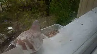 01.05.2023 голуби едят (ускорено)