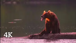 4K HDR 60fps  Kamchatka, Russia full Dolby Vision