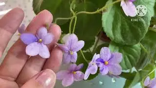 Какие сорта фиалок убираю? Надоели!