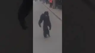 Побег шимпанзе в Краснодаре
