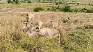 Hey Buddy I Just Wanna Play #MaasaiMara #TravelandDiscover