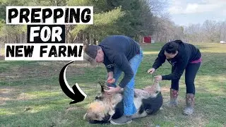 Kunekune Pigs Head To A New Farm!
