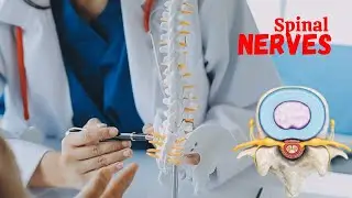 Spinal Nerves & Nerve Roots Explained: Anatomy,Function, and Clinical Insights