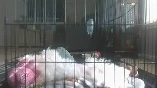 Ellie's Sick Day