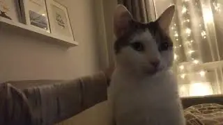 My cat love to cudlle and caress