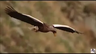 독수리의 사냥