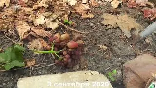 Сорт винограда 