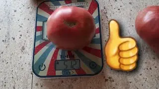 сорт томата СМУГЛЯНКА теперь каждый год буду сажать. Устойчивый к заболеваниям, крупные, мясистые.