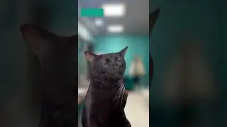 Узнали себя?😸