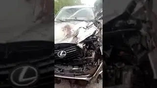 Авария с бурым Медведем , жесть !!!