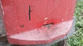 холод на пасеке продолжается. 12 мая.