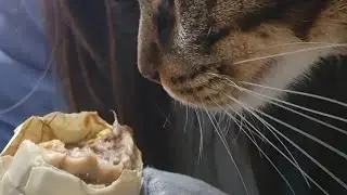 Cat's wants Balut! Eating Balut/Mukbang Balut