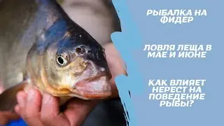 Feeder fishing. Bream fishing in May and June. How does spawning affect fish behavior?
