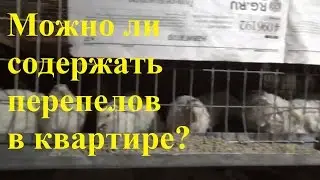 Можно ли содержать перепелов в квартире (пыль и мусор от перепелок).