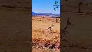 WAIT Till You See This Springbok JUMP Into Hyperdrive