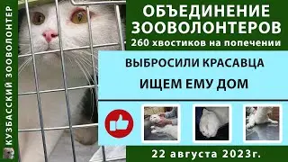 Прооперировали сбитого щенка и не только. 