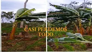 Vientos Huracanados Casi se lleva todo el sembrío de Plátano Verde /2024 || Natural Force