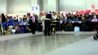 Кобели открытый (5). Россия 2011
