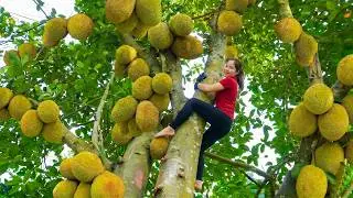 Harvesting Many Giant Green Jackfruits From Garden Goes To Market Sell, Cook Amazing Country Food