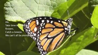 Monarch Butterfly in Ontario + ♫