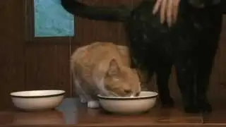 Princess and Andrew Cat Rescue