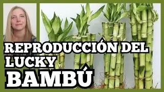 🎋REPRODUCCIÓN DEL BAMBÚ de la SUERTE/ LUCKY BAMBOO REPRODUCIÓN. @VeronicaCampaniniPlantas