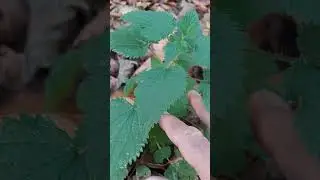 КРАПИВА в средине ноября !!!