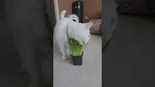 Белые кошки...