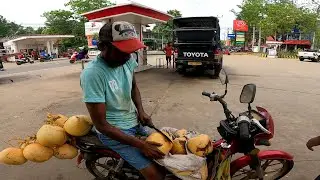 King Coconut  Business In Sri Lanka