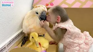 Smart BiBi helps dad take care of Ruby parrot and duckling