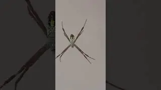Unique spider 🕷️🕸️🕸️ #music #pop #song #lyrics #love