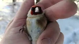 Songbird fishing 03/15/2026.