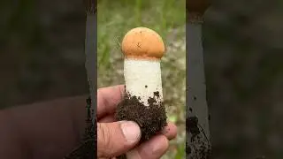 Все МЕЧТАЮТ ЗНАТЬ, где это ГРИБНОЕ МЕСТО! Где СТОЛЬКО ГРИБОВ?