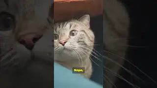 Cat Logic Collection #catshorts #catvideos  #funnycats