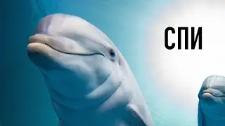 Часть 1. Тихая Музыка и Слово Божье: Спи с Библией