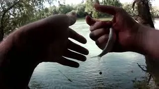 ловля укллейки на поплавок на Кубани