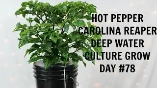 Homemade Hydroponics System | Deep Water Culture | Carolina Reaper Grow #5 | Hot Peppers | LED Grow