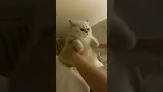 Does This Make You Want To Hug A Cat? 🤩 #shorts #cat #cats #kitten #viral #ytshorts | Paws and Fur