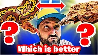 Ball Python vs Boa Constrictor Which Snake Should You Get?