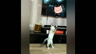 Пузырчатый рай!