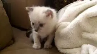 Kitten and baby playtime