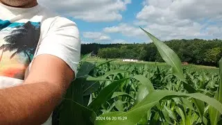 zabieg na chwasty w kukurydzy, efekty działania po 8 dniach
