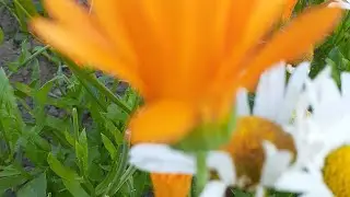 #Не #много о #травах. 🏵🌿#Как #мы #собираем , #как #сушим. 🌸☘