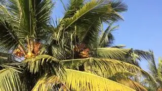 🇱🇰 ШРИ-ЛАНКА [Часть 5]: СМОТРЕТЬ ДО КОНЦА Как ланкийцы снимают кокосы с пальмы, как снять кокос