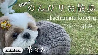 朝7時からシーズーと芝生でのんびり過ごす最高の朝。