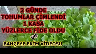 Marul tohumu nasıl ekilir?