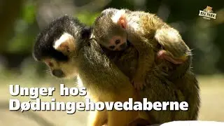 Unger hos dødningeaberne
