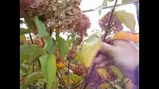 30. 09. 2022Г. Снова про обрезку гортензий, дупла в побегах кустов.