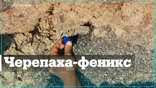 В Анталье черепаха выжила в пожаре