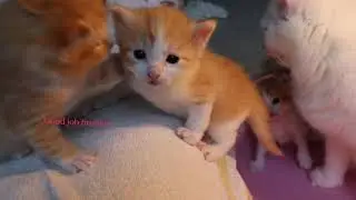 4 Weeks Old Kitten Learning to Climb and Watching Parents Fight ! 1080p HD